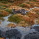 An unlucky wallaby got caught in an alpine brushfire in Tasmania, via Dan Broun